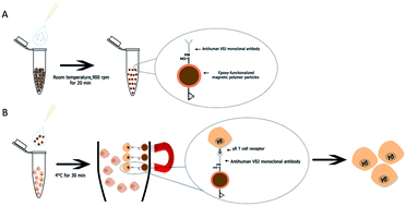 Graphical abstract: Enrichment of human Vγ9Vδ2 T lymphocytes by magnetic poly(divinylbenzene-co-glycidyl methacrylate) colloidal particles conjugated with specific antibody