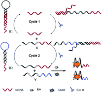 Graphical abstract: Rapid and label-free fluorescence bioassay for microRNA based on exonuclease III-assisted cycle amplification