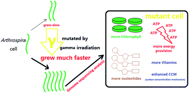 Graphical abstract: Enhancing growth-relevant metabolic pathways of Arthrospira platensis (CYA-1) with gamma irradiation from 60Co