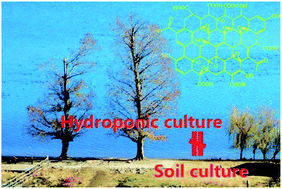 Graphical abstract: Toxicity of graphene oxide to naked oats (Avena sativa L.) in hydroponic and soil cultures