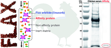 Graphical abstract: Affinity binding of chicken apolipoprotein A1 to a novel flax orbitide (linusorb)
