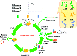 Graphical abstract: Selection of aptamers for AMACR detection from DNA libraries with different primers