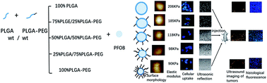 Graphical abstract: Selective ultrasound contrast enhancement in the tumor by nanocapsules with perfluorooctylbromide: effect of PLGA–PEG proportion