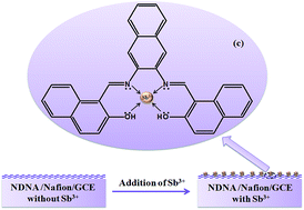 Graphical abstract: Fabrication of Sb3+ sensor based on 1,1′-(-(naphthalene-2,3-diylbis(azanylylidene))bis(methanylylidene))bis(naphthalen-2-ol)/nafion/glassy carbon electrode assembly by electrochemical approach