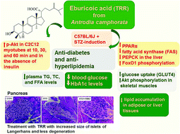 Graphical abstract: Antidiabetic and hypolipidemic activities of eburicoic acid, a triterpenoid compound from Antrodia camphorata, by regulation of Akt phosphorylation, gluconeogenesis, and PPARα in streptozotocin-induced diabetic mice