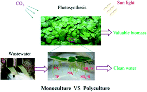 Graphical abstract: Duckweed systems for eutrophic water purification through converting wastewater nutrients to high-starch biomass: comparative evaluation of three different genera (Spirodela polyrhiza, Lemna minor and Landoltia punctata) in monoculture or polyculture