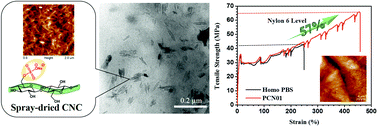 Graphical abstract: Trans crystallization behavior and strong reinforcement effect of cellulose nanocrystals on reinforced poly(butylene succinate) nanocomposites