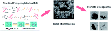 Graphical abstract: Modifying collagen with alendronate sodium for bone regeneration applications