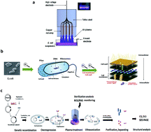 Graphical abstract: Roles of membrane protein damage and intracellular protein damage in death of bacteria induced by atmospheric-pressure air discharge plasmas