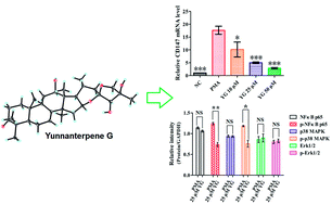 Graphical abstract: Yunnanterpene G, a spiro-triterpene from the roots of Cimicifuga foetida, downregulates the expression of CD147 and MMPs in PMA differentiated THP-1 cells