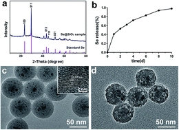 Graphical abstract: Se@SiO2 nanocomposites suppress microglia-mediated reactive oxygen species during spinal cord injury in rats