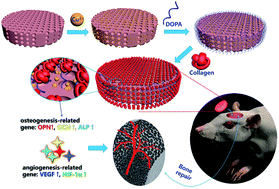 Graphical abstract: Introducing copper and collagen (via poly(DOPA)) coating to activate inert ceramic scaffolds for excellent angiogenic and osteogenic capacity