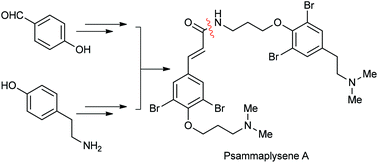 Graphical abstract: A short and efficient total synthesis of the bromotyrosine-derived alkaloid psammaplysene A