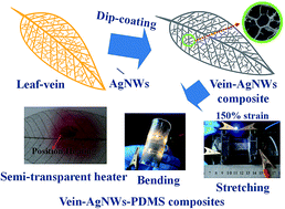 Graphical abstract: Bio-inspired semi-transparent silver nanowire conductor based on a vein network with excellent electromechanical and photothermal properties