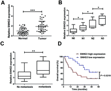 Graphical abstract: Retracted Article: SNHG3 promotes proliferation and invasion by regulating the miR-101/ZEB1 axis in breast cancer