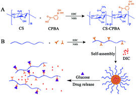 Graphical abstract: Dual-sensitive chitosan derivative micelles for site-specific drug release in the treatment of chicken coccidiosis
