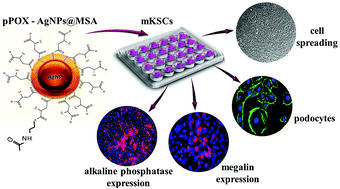 Graphical abstract: Silver nanoparticle modified surfaces induce differentiation of mouse kidney-derived stem cells