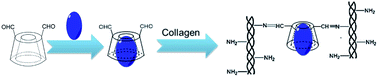 Graphical abstract: An antibacterial collagen membrane crosslinked by the inclusion complex of β-cyclodextrin dialdehyde and ofloxacin for bacterial keratitis