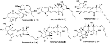 Graphical abstract: Heronamides G–L, polyene macrolactams from Streptomyces niveus