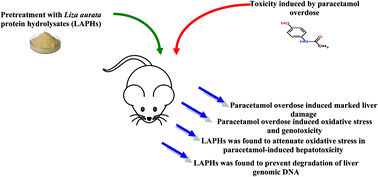 Graphical abstract: Bioactive properties: enhancement of hepatoprotective, antioxidant and DNA damage protective effects of golden grey mullet protein hydrolysates against paracetamol toxicity