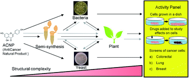 Graphical abstract: Combining semi-synthesis with plant and microbial biocatalysis: new frontiers in producing a chemical arsenal against cancer