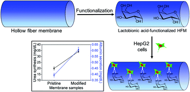 Graphical abstract: Lactobionic acid-functionalized polyethersulfone hollow fiber membranes promote HepG2 attachment and function