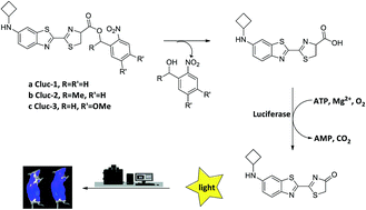 Graphical abstract: Novel caged luciferin derivatives can prolong bioluminescence imaging in vitro and in vivo