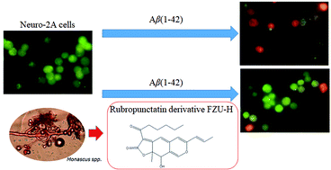 Graphical abstract: Monascus pigment rubropunctatin derivative FZU-H reduces Aβ(1-42)-induced neurotoxicity in Neuro-2A cells