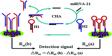 Graphical abstract: Label-free impedimetric sensing platform for microRNA-21 based on ZrO2-reduced graphene oxide nanohybrids coupled with catalytic hairpin assembly amplification