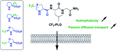 Graphical abstract: Trifluoromethylated proline analogues as efficient tools to enhance the hydrophobicity and to promote passive diffusion transport of the l-prolyl-l-leucyl glycinamide (PLG) tripeptide