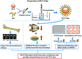 Graphical abstract: Administration of raloxifene hydrochloride nanosuspensions partially attenuates bone loss in ovariectomized mice