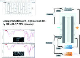 Graphical abstract: Application of electrodialysis to extract 5′-ribonucleotides from hydrolysate: efficient decolorization and membrane fouling