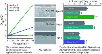 Graphical abstract: Charge injection based electrical stimulation on polypyrrole planar electrodes to regulate cellular osteogenic differentiation