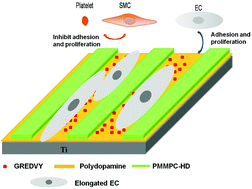 Graphical abstract: Micropatterned immobilization of membrane-mimicking polymer and peptides for regulation of cell behaviors in vitro