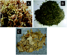 Graphical abstract: Efficiency of brown seaweed (Sargassum longifolium) polysaccharides encapsulated in nanoemulsion and nanostructured lipid carrier against colon cancer cell lines HCT 116