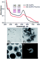 Graphical abstract: Experimental and theoretical approaches for the selective detection of thymine in real samples using gold nanoparticles as a biochemical sensor