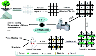 Graphical abstract: Preparation of a balsa-lysozyme eco-friendly dressing and its effect on wound healing