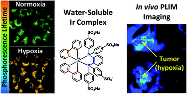 Graphical abstract: Water-soluble cyclometalated platinum(ii) and iridium(iii) complexes: synthesis, tuning of the photophysical properties, and in vitro and in vivo phosphorescence lifetime imaging