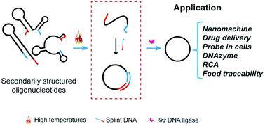 Graphical abstract: Cyclization of secondarily structured oligonucleotides to single-stranded rings by using Taq DNA ligase at high temperatures