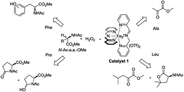 Graphical abstract: Oxidative functionalization of aliphatic and aromatic amino acid derivatives with H2O2 catalyzed by a nonheme imine based iron complex