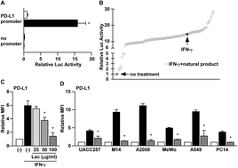 Graphical abstract: Lac water extract inhibits IFN-γ signaling through JAK2-STAT1-IRF1 axis in human melanoma