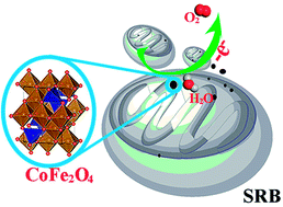 Graphical abstract: Low-cost CoFe2O4/biomass carbon hybrid from metal-enriched sulfate reducing bacteria as an electrocatalyst for water oxidation