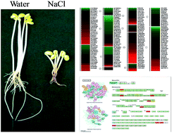 Graphical abstract: iTRAQ-based quantitative proteomic analysis of dark-germinated soybeans in response to salt stress