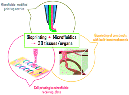Graphical abstract: Bioprinting of 3D tissues/organs combined with microfluidics