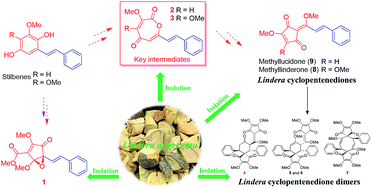 Graphical abstract: Lindera cyclopentenedione intermediates from the roots of Lindera aggregata