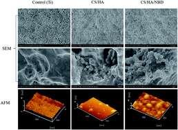 Graphical abstract: The effect of surface immobilized NBD peptide on osteoclastogenesis of rough titanium plates in vitro and osseointegration of rough titanium implants in ovariectomized rats in vivo