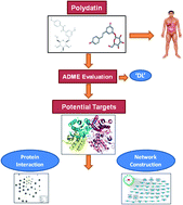 Graphical abstract: Uncovering the action mechanism of polydatin via network pharmacological target prediction