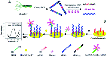 Graphical abstract: Detection of Helicobacter pylori in dental plaque using a DNA biosensor for noninvasive diagnosis