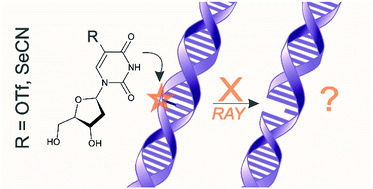 Graphical abstract: 5-Selenocyanato and 5-trifluoromethanesulfonyl derivatives of 2′-deoxyuridine: synthesis, radiation and computational chemistry as well as cytotoxicity