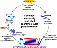 Graphical abstract: Bioinspired temporal supramolecular polymerization